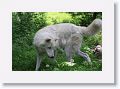 NYwolf 022